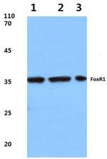 FOXR1 Antibody in Western Blot (WB)