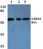 GABRG1 Antibody in Western Blot (WB)