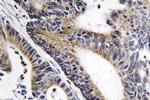 IQCB1 Antibody in Immunohistochemistry (Paraffin) (IHC (P))