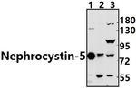 IQCB1 Antibody in Western Blot (WB)