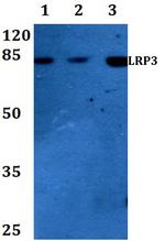 LRP3 Polyclonal Antibody