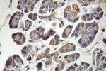 MRPS21 Antibody in Immunohistochemistry (Paraffin) (IHC (P))