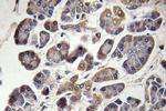 MRPS21 Antibody in Immunohistochemistry (Paraffin) (IHC (P))