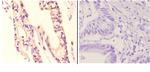NDUFA8 Polyclonal Antibody