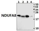 NDUFA8 Antibody in Western Blot (WB)