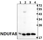 NDUFA8 Antibody in Western Blot (WB)