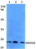 NDUFA8 Antibody in Western Blot (WB)