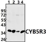 CYB5R3 Antibody in Western Blot (WB)