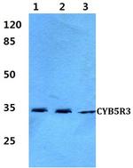 CYB5R3 Antibody in Western Blot (WB)