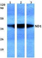 MT-ND1 Antibody in Western Blot (WB)