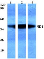 MT-ND1 Antibody in Western Blot (WB)