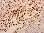 NXPH4 Polyclonal Antibody