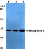 NXPH4 Antibody in Western Blot (WB)