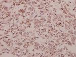NSG1 Polyclonal Antibody