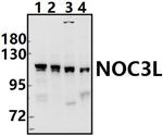 NOC3L Polyclonal Antibody