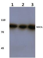 NOC3L Antibody in Western Blot (WB)
