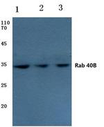 RAB40B Polyclonal Antibody