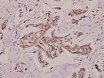 PRKY Antibody in Immunohistochemistry (Paraffin) (IHC (P))