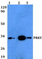 PRKY Antibody in Western Blot (WB)