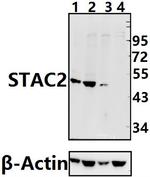 STAC2 Antibody in Western Blot (WB)