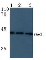 STAC2 Antibody in Western Blot (WB)