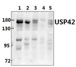 USP42 Polyclonal Antibody