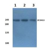 ZC3H13 Polyclonal Antibody