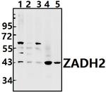 ZADH2 Polyclonal Antibody