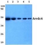 ARRDC4 Antibody in Western Blot (WB)