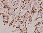 GUCY1B2 Polyclonal Antibody
