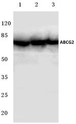 CD338 (ABCG2) Antibody in Western Blot (WB)