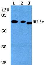 HIF3A Antibody in Western Blot (WB)