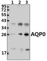 Aquaporin 0 Antibody in Western Blot (WB)