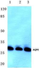 Aquaporin 0 Antibody in Western Blot (WB)