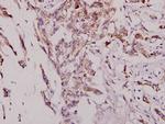 JNK1/JNK2/JNK3 Polyclonal Antibody