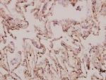 MRPS9 Antibody in Immunohistochemistry (Paraffin) (IHC (P))