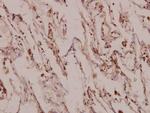 MINT3 Polyclonal Antibody