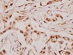 ANGPTL7 Antibody in Immunohistochemistry (Paraffin) (IHC (P))