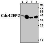 Cdc42EP2 Polyclonal Antibody