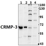 CRMP3 Polyclonal Antibody