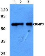 CRMP3 Antibody in Western Blot (WB)