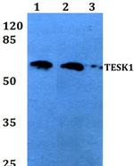 TESK1 Antibody in Western Blot (WB)