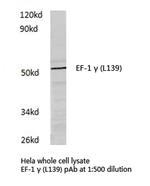 EEF1G Antibody in Western Blot (WB)