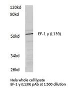 EEF1G Antibody in Western Blot (WB)