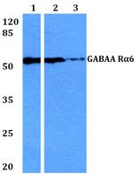 GABRA6 Polyclonal Antibody