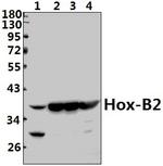 HOXB2 Polyclonal Antibody