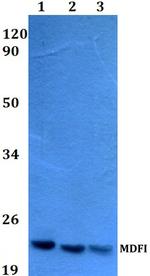 MDFI Antibody in Western Blot (WB)