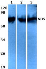 MT-ND5 Polyclonal Antibody