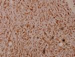 PEX7 Antibody in Immunohistochemistry (Paraffin) (IHC (P))