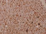 PEX7 Antibody in Immunohistochemistry (Paraffin) (IHC (P))